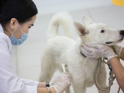 Стратегию развития государственной ветеринарной службы в Якутии реализуют в два этапа 