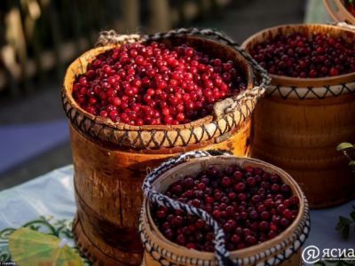 Продукты из дикорастущих ягод, бестиарий Якутии: определены победители конкурса «На старт!»
