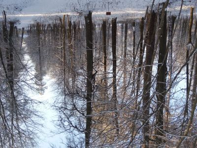 Монастырская роща