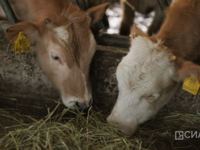 Вакцины против пастереллеза поступили в Якутию, прививку начнут делать с 28 марта