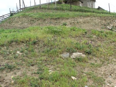 Резной камень со сценой охоты хищников на травоядных