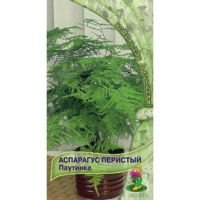 Аспарагус перистый Паутинка