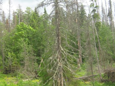 Священная роща