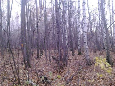 Священная роща