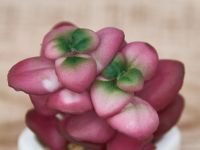 Суккулент Monteleto