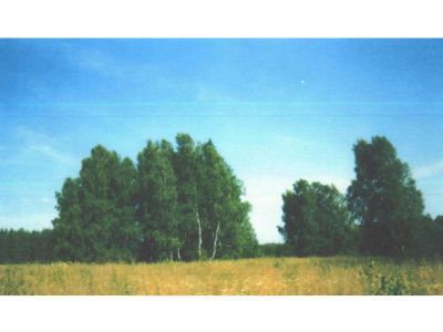 Священная роща