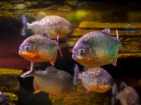 Главный корпус Музея Мирового океана