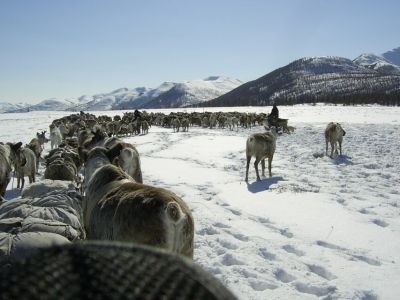 Оленевод Александра Черкашина: Олень есть - эвен есть!