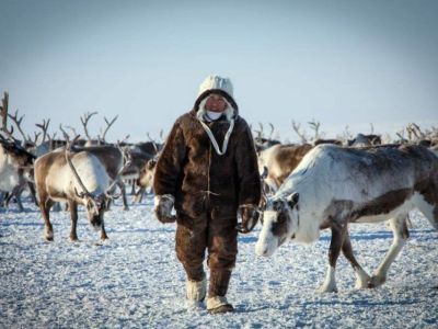 Как "умные" устройства меняют труд оленеводов