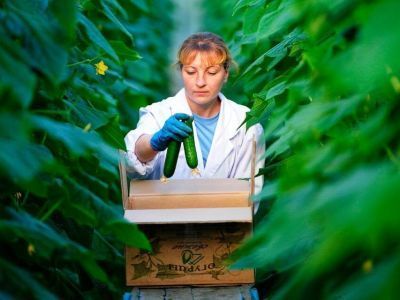 Новые кадровые сервисы ввели для резидентов ТОР и СПВ