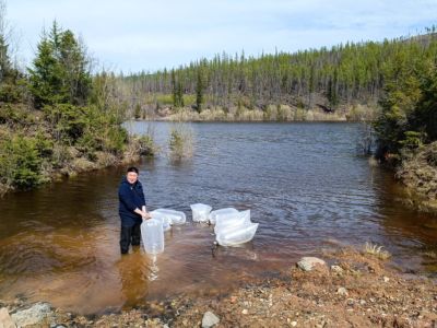Экологи АЛРОСА открыли сезон зарыбления рек и выпустили в реку Вилюй молодь чира