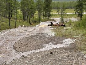 В Эвено-Бытантайском районе Якутии закрыт участок дороги из-за дождевого паводка