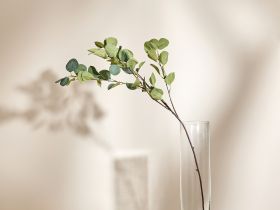 Ветвь Eucalyptus populus