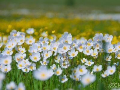 Обильные росы — к хорошему урожаю: народные приметы июня