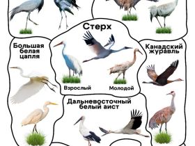 Народный мониторинг миграции стерхов запустили в Якутии