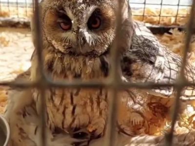Сову со сломанным крылом спасли в Якутске