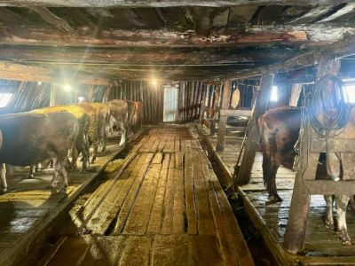 «Заковывали наручниками к стойлу»: в Якутии завершено расследование дела о рабском труде