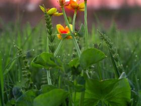 Луковый сплав