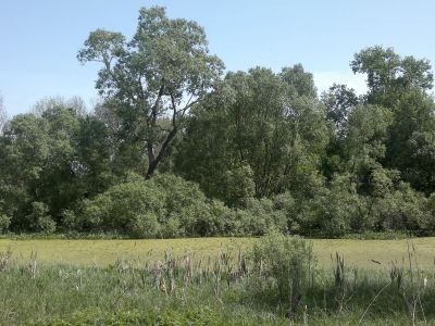 Усадебный парк имения Ткачевых