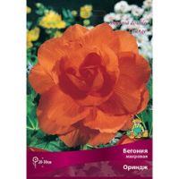 Бегония Махровая Ориндж (1 шт)