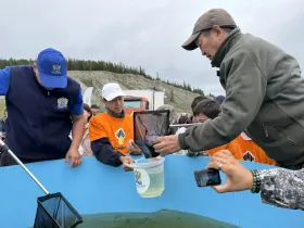 В реку Лену выпустили около 275 тысяч особей молоди сибирского осетра