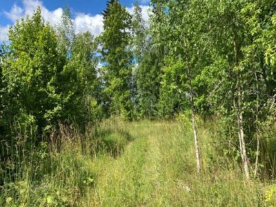 Усадьба Симонова. Парк