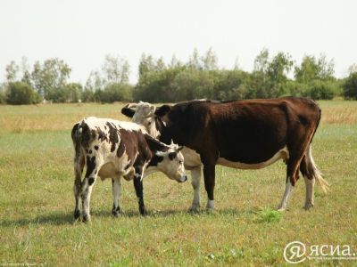 Первый инновационный животноводческий комплекс планируют открыть в Якутии