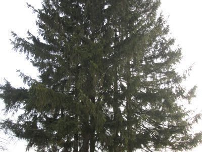 Братская могила партизан, казненных гитлеровцами в 1941-1943 гг.