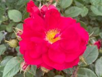 Дендрарий г. Выксы