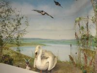 Краеведческий музей г. Бавлы