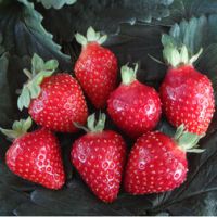 Земляника садовая Клери (3 шт)