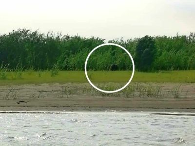 В Абыйском районе Якутии замечен овцебык