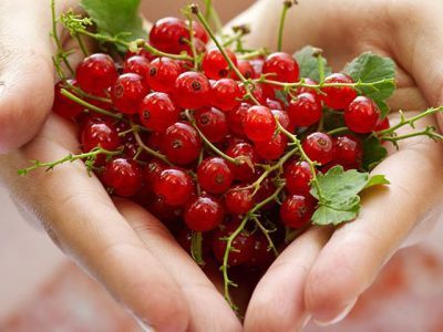 Установлены сроки сбора ягод в Мирнинском районе