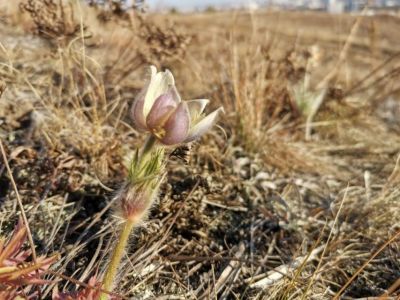Возле Якутска в октябре вновь зацвели подснежники