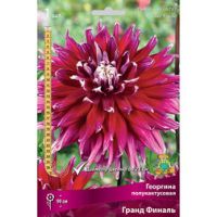 Георгина полукактусовая Гранд Финаль (1 шт.)