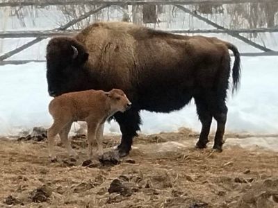 В Якутии родились первые в этом году бизонята