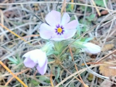 Фото и видео: с приходом тепла в Якутии проснулись бабочки и расцвели цветы