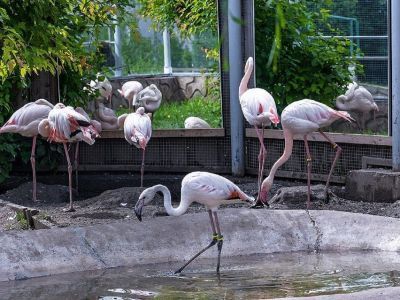 Нефтяники взяли шефство над найденным в Якутии фламинго