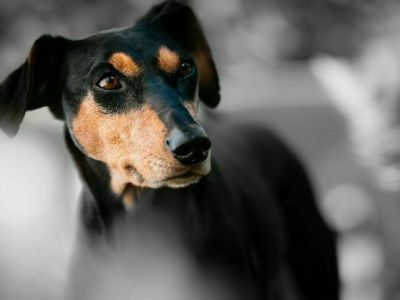 В России введут штраф за выброшенных домашних животных