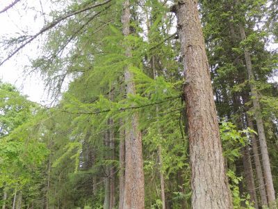 Лиственничная аллея в 39 квартале Валаамского лесхоза