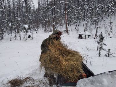 В Национальном парке Якутии «Ленские столбы» помогают пережить зиму диким животным