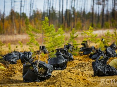 АЛРОСА продолжает развивать масштабные проекты по восстановлению растительности Якутии