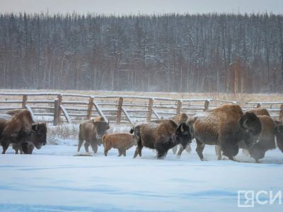 Ценные призы могут получить якутяне за видеоролик о своем зимнем путешествии
