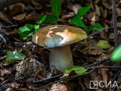 Фотофакт: в окрестностях Якутска появились первые грибы