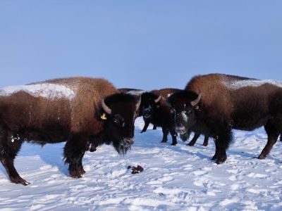 Численность животных в Плейстоценовом парке Якутии увеличат в 13 раз