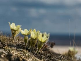 Весеннее пробуждение. Пешая экскурсия по Табагинскому Мысу