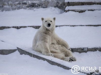 Международный день белого медведя отметят в Ленинградском зоопарке