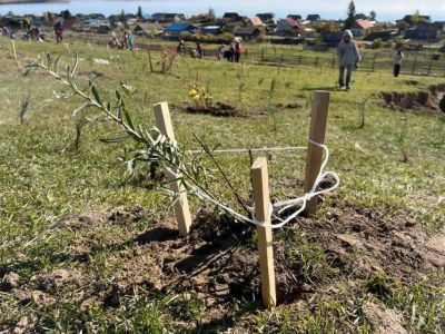 В селе Тит-Ары Хангаласского района стартовала экологическая акция по посадке деревьев