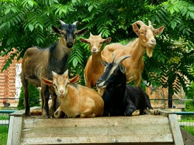 Билеты на Ивановский зоопарк (Зоопарк) / Выставка | Афиша | ИнфоТаймс