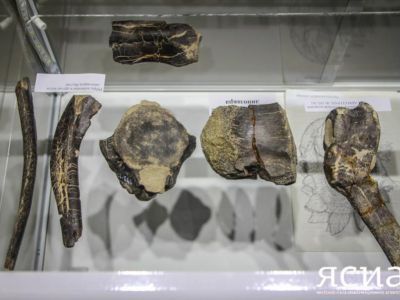 В Якутии снова обнаружены останки динозавров